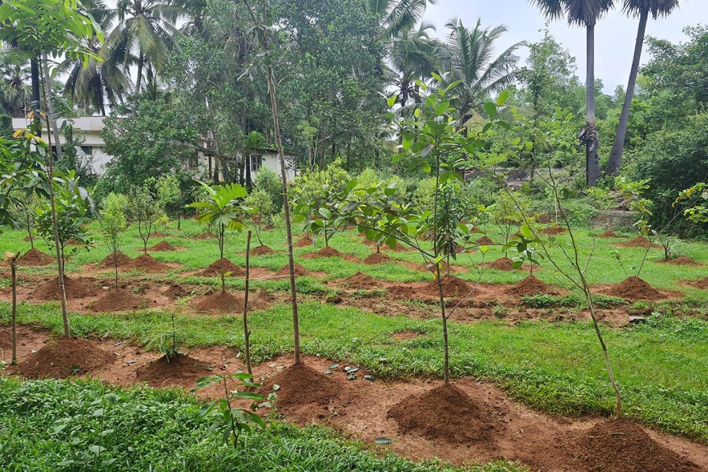 Sandalwood Slide 3