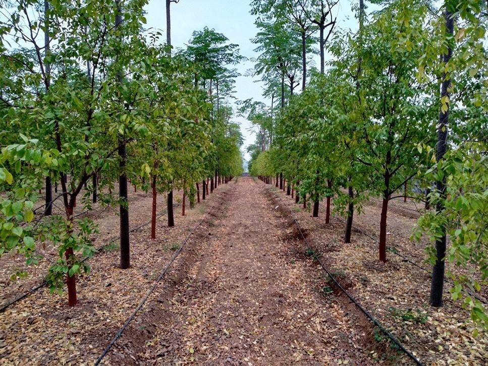 Sandalwood Slide 4