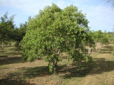 Sandalwood Slide 8