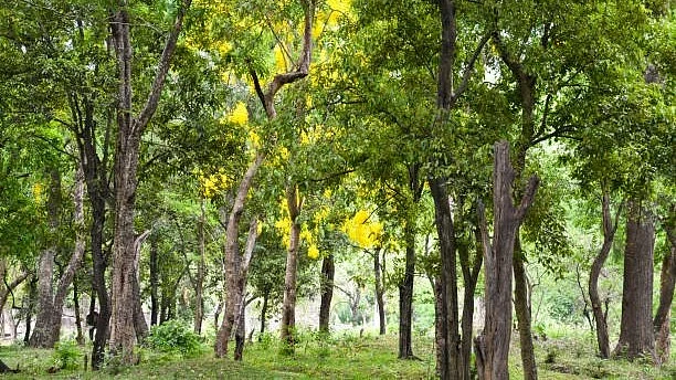 Sandalwood Slide 9