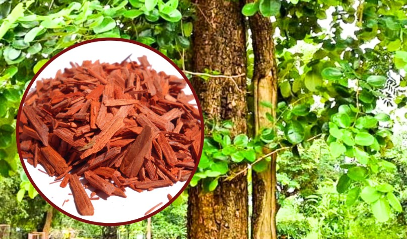 Sandalwood Slide 10