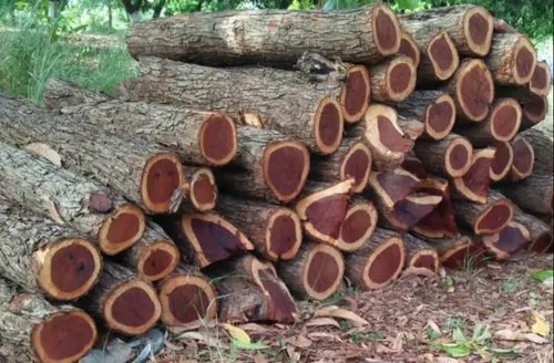 Sandalwood Slide 11