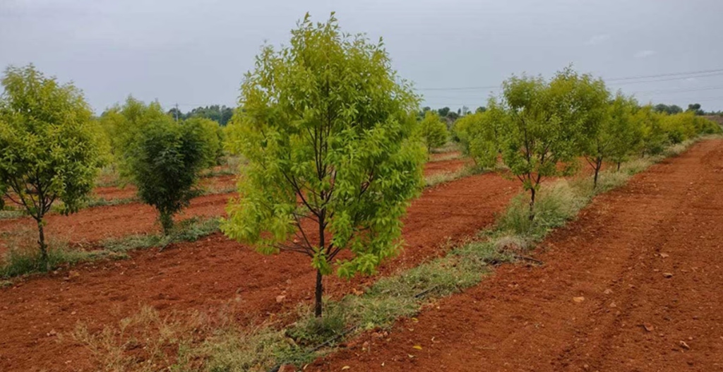 Sandalwood Slide 16