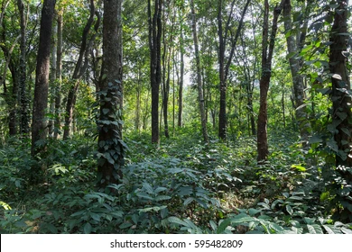 Sandalwood Slide 17